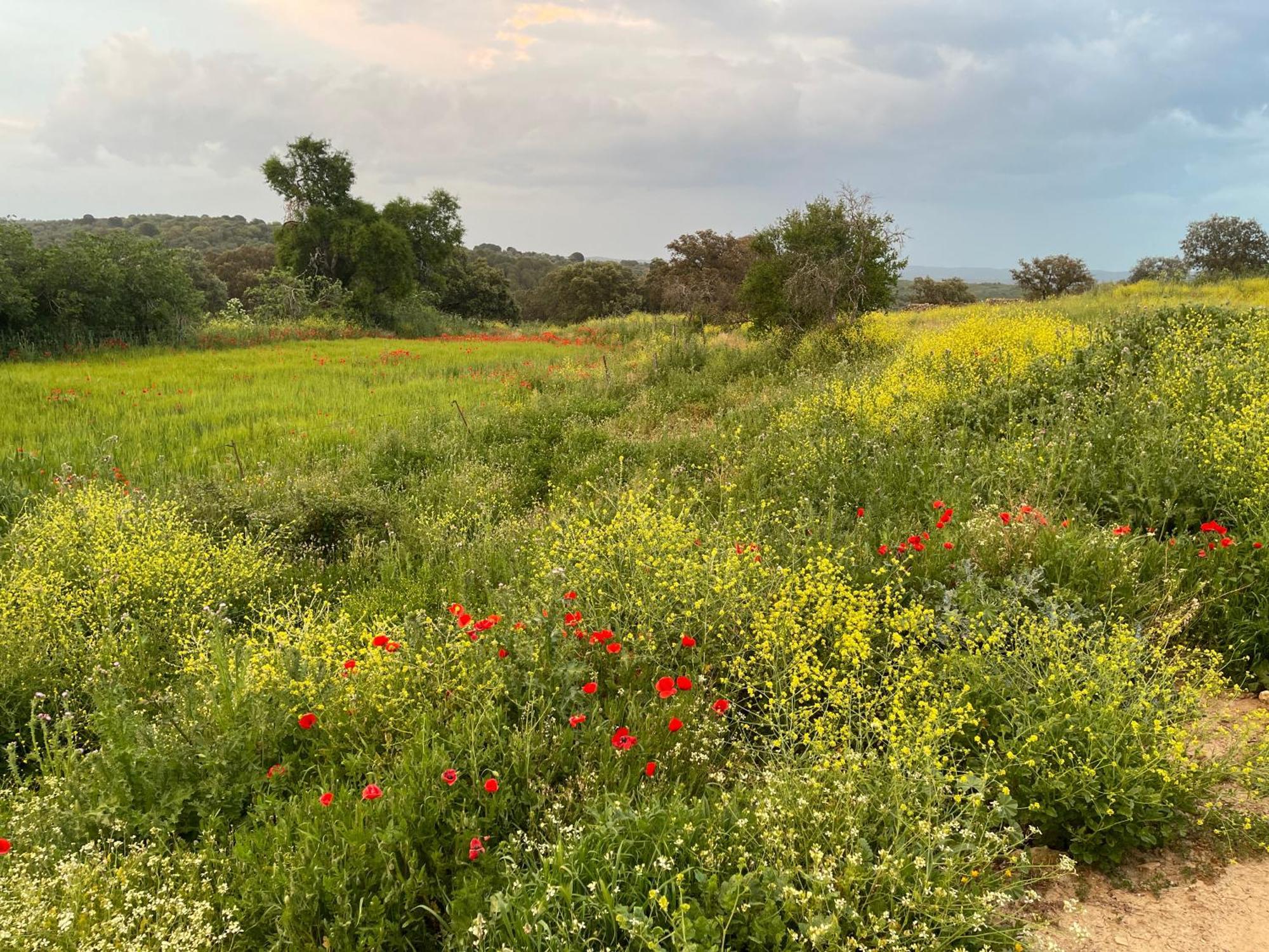 Cortijo Huerta Galindo Konuk evi Alanís Dış mekan fotoğraf