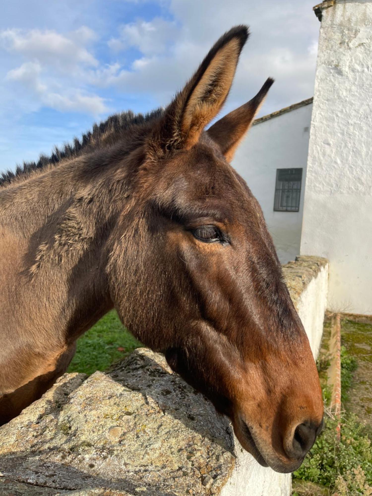 Cortijo Huerta Galindo Konuk evi Alanís Dış mekan fotoğraf